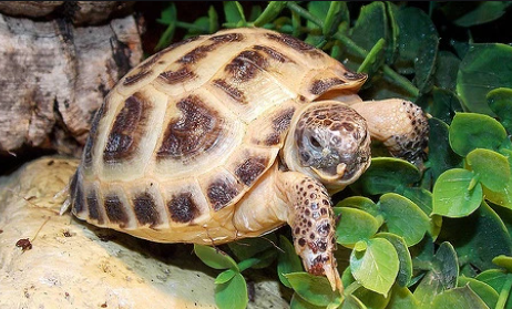 Les différentes espèces de tortues terrestres – L'arche de Milie